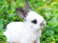 작고 소중한 나의 토끼