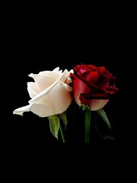 스위트홈 AU : 강수현