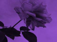 VII . 뒤집어진 모례시계