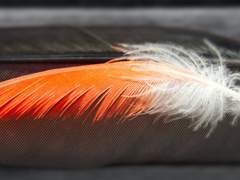 Dear, Sophia Kalief Deneb