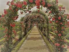 새벽 꽃 피는 정원