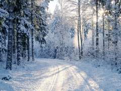 백사자 오시는 날에.