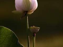 사랑의 꽃도 피고진다 - 中