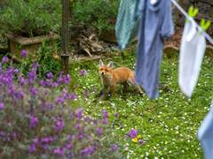 한낮온 발간한 그분걔 모음집(아기여우걔) 샘플