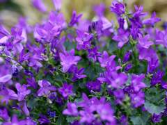 Chapter 5. Lobelia 로벨리아_38화