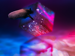 2021 27/1 아트워크