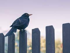 새벽 소리를 찾아