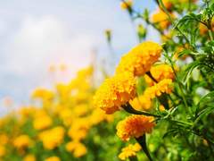 정다운 화원에 어서오세요 02