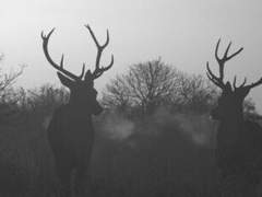 Lobotomy_SP-2021 지부.