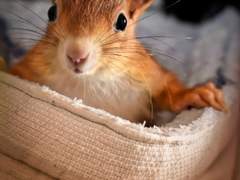 백망되/ 다람쥐 출근