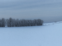 바라보는 겨울 中