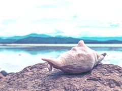 사실 말입니다,