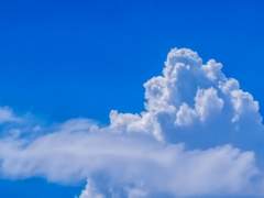 [ 천 유청 • XY • 7 • 튤립반 ]