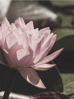 TRPG 로그 백업 / 후기