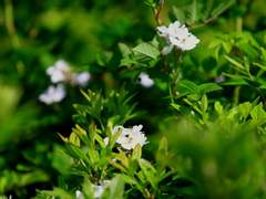 [요셉x베라] Rosa multiflora(고독한 삶)