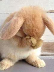 굴러들어온 토끼