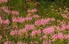 Bellucci Valenzuela 上