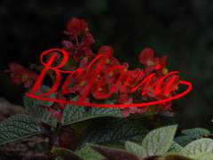 [Begonia :: 짝사랑]