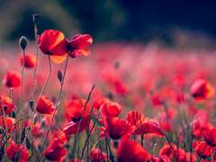 영원을 바랄 수는 없어도