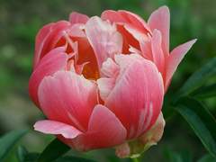 [사윤소범] 순애