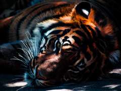 [시목동재] 호랑이신부