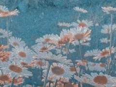 TO. 노아 S. 디스노미아에게.