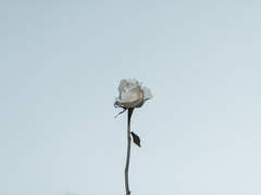 Hi, My dear friend...