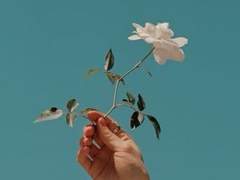 To. 노아 S. 디스노미아.