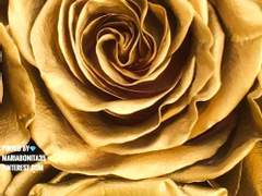 [고죠게토/게토리코] 블랙 위도우 下