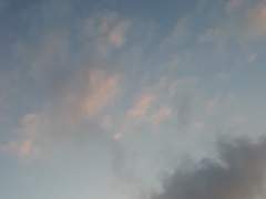 Anemone: 속절 없는 XX