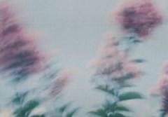 To. 노아 S. 디스노미아에게.