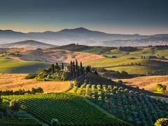 푸른 사이프러스 中