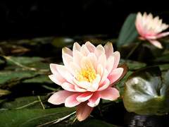 [면면] 해후의 잔