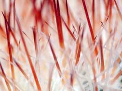 가시가 있는 이유는