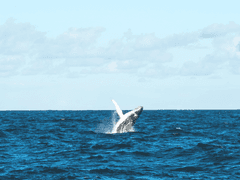 친애하는 나의 바다여,