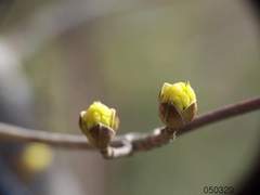 멘델스존에 대한 회상-봄이 시작할 때.