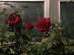 애매한 머리 길이만큼 어정쩡한 어른이 된 나는