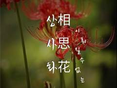 상사화(相思花)-01