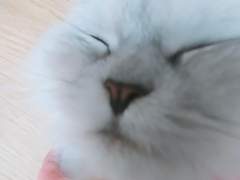 나만 없어 고양이