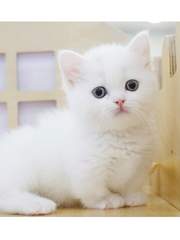 박이사는 강양이 (휴재중)