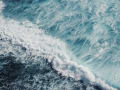 물고기의 사인死因은 익사溺死