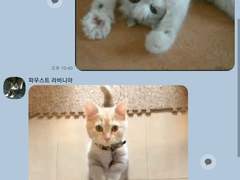 마호야쿠 카톡 뇌절9