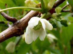 [중혁독자]그 꽃의 이름은 1화