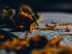 [젤슣/슣젤]부재