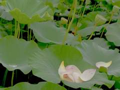 花落憐不掃月明愛無眠 0