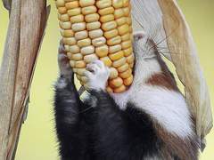 누구에게 판돈을 거느냐, 묻네. 돈맛을 볼 이는 정해져 있는데.