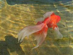 여름이 바꾼 운명