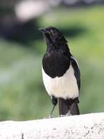 PANTHEON - 칼리다