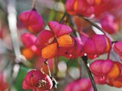 Chapter 6.Cranberry under the spindle tree 회나무 아래 넌출월귤_53화