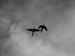 [엘빈리바] 진혼곡